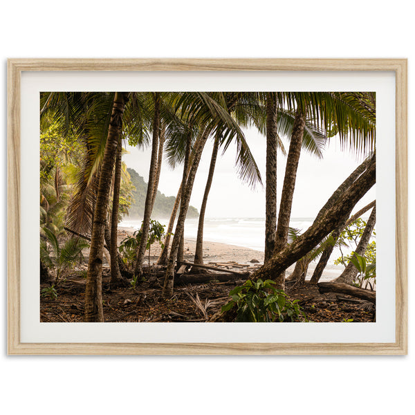 Wild Costa - Shutter and Frame