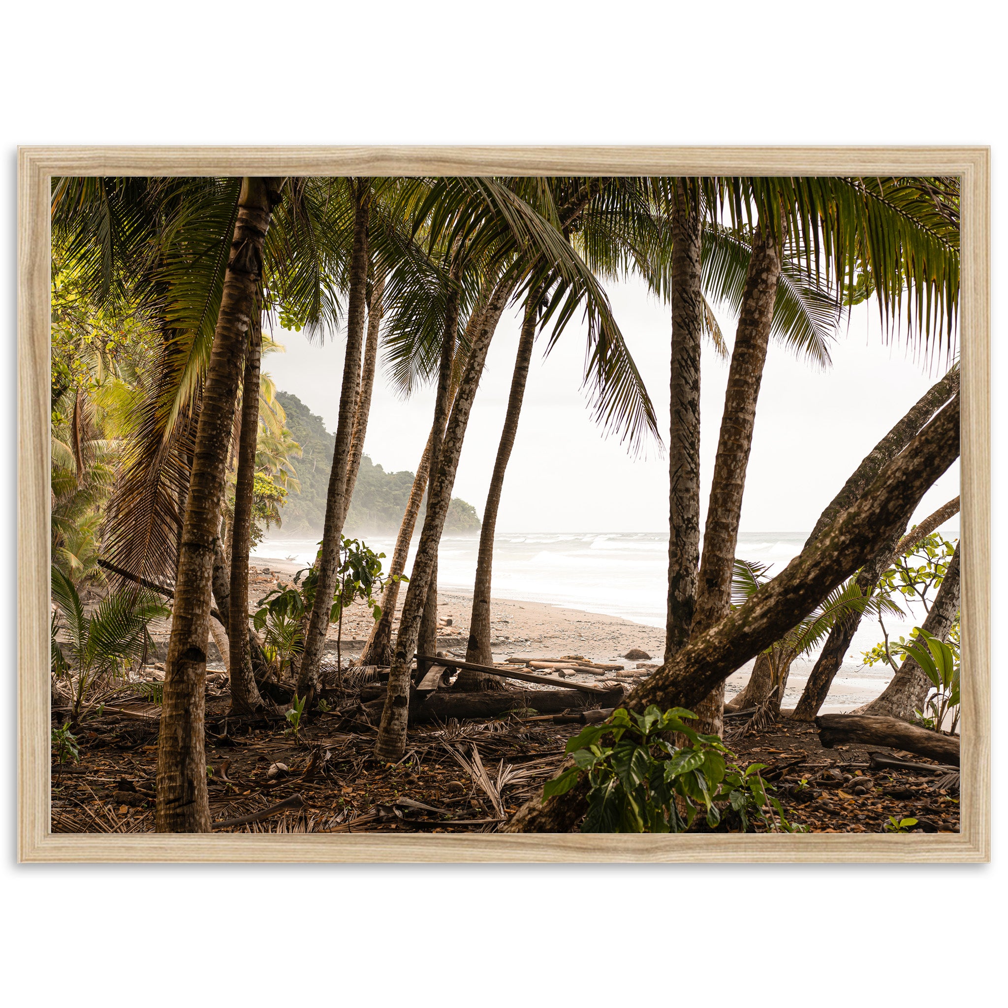 Wild Costa - Shutter and Frame