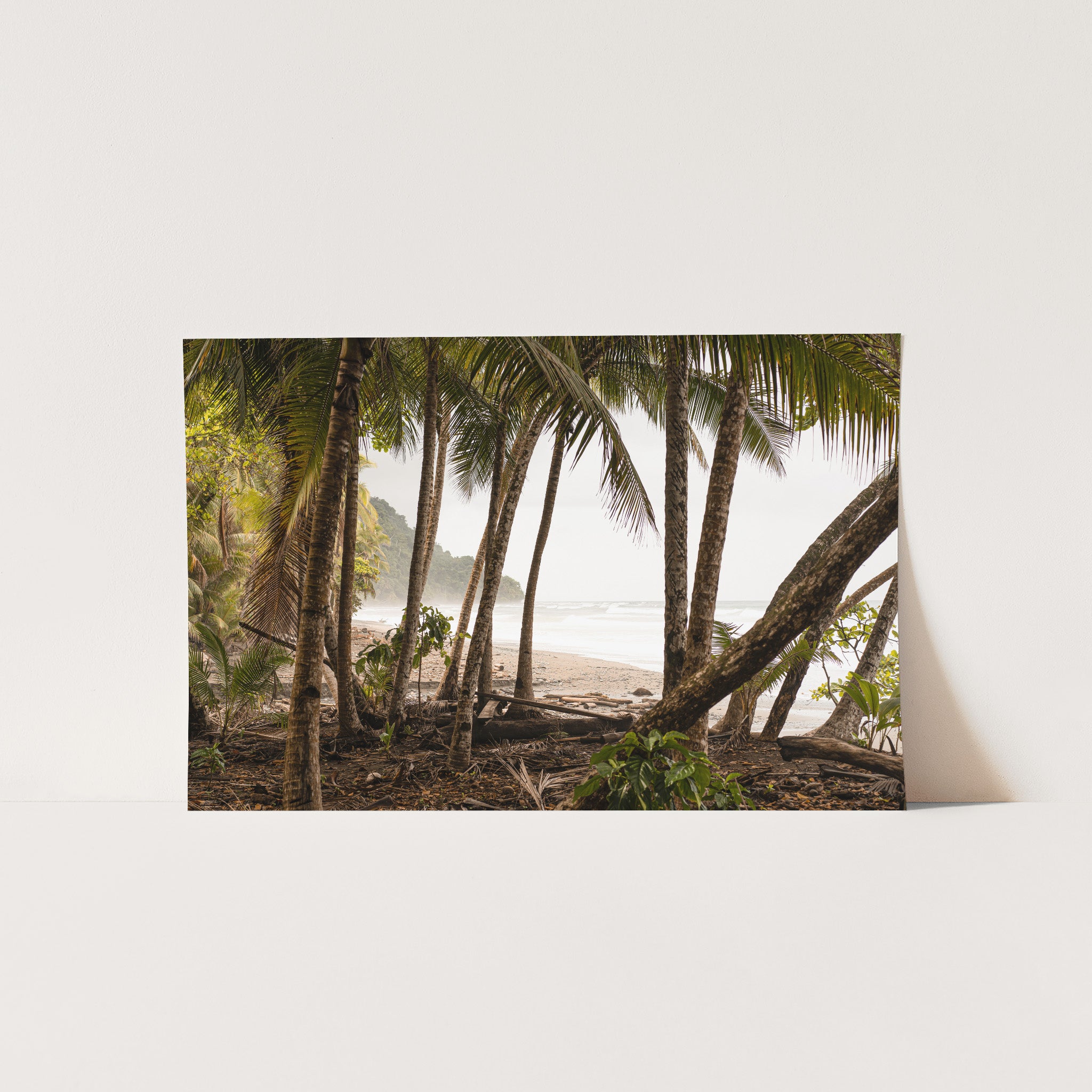 Wild Costa - Shutter and Frame