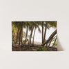 Wild Costa - Shutter and Frame