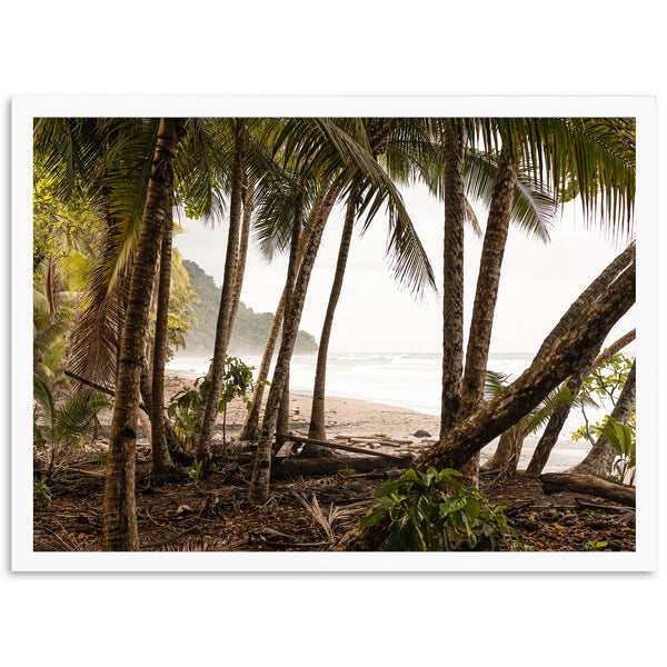 Wild Costa - Shutter and Frame