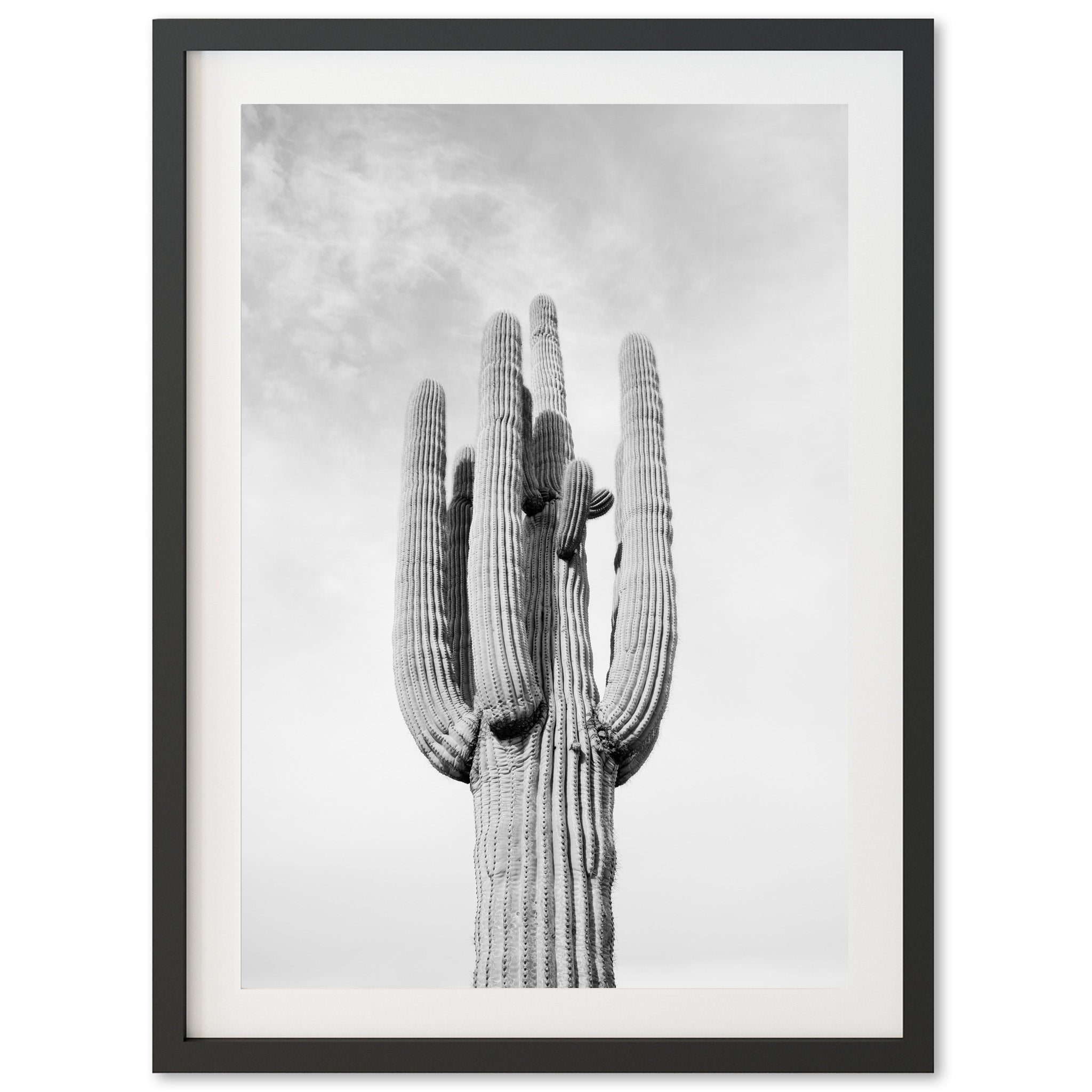 El Saguaro II - Shutter and Frame