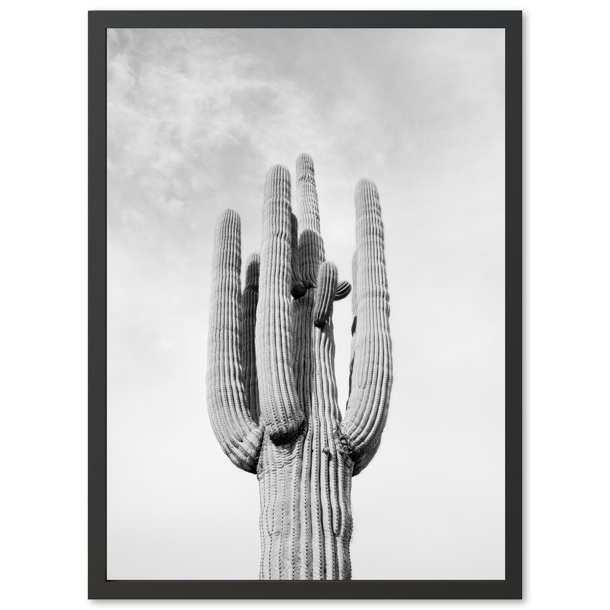 El Saguaro II - Shutter and Frame