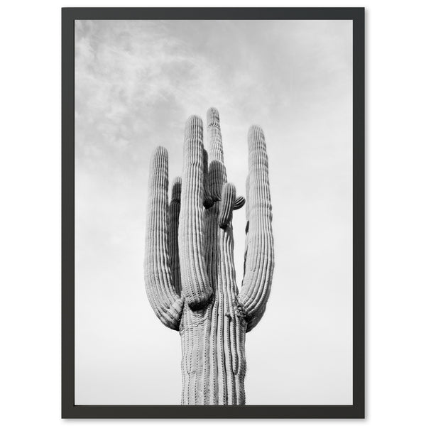 El Saguaro II - Shutter and Frame