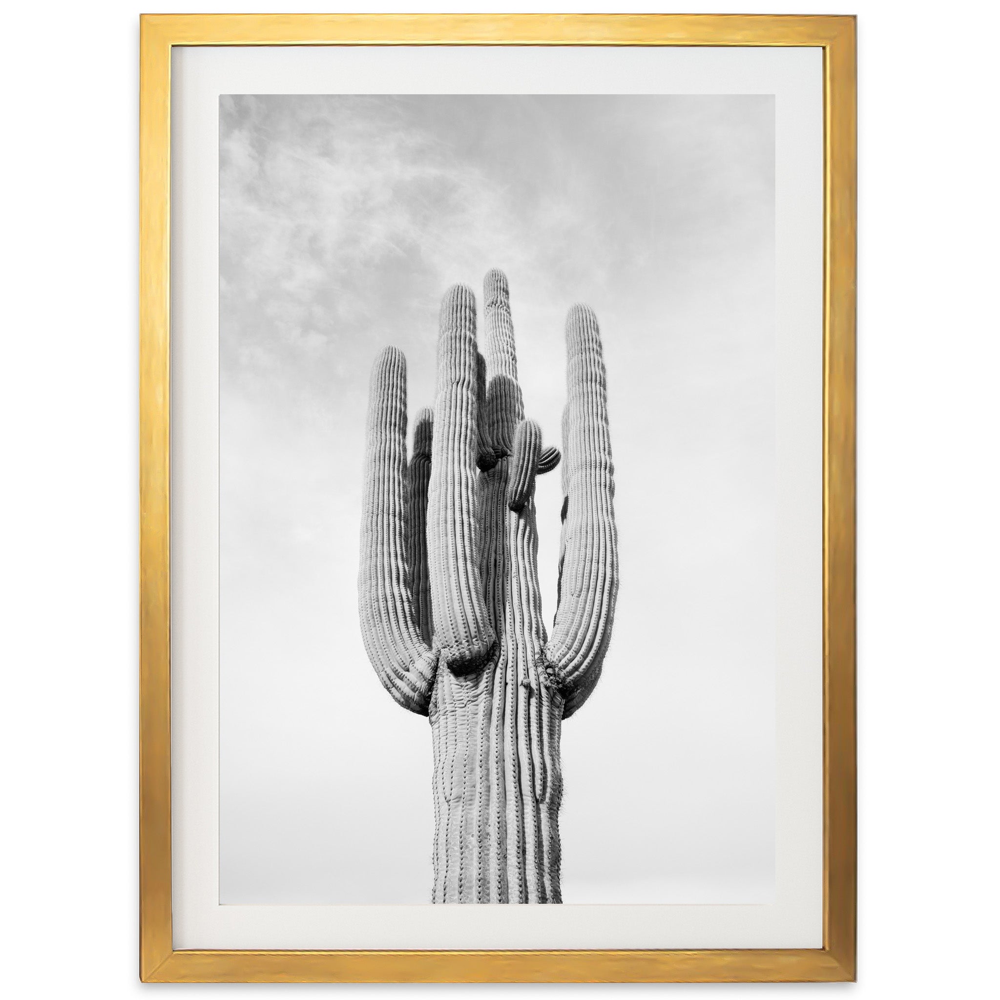 El Saguaro II - Shutter and Frame