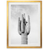 El Saguaro II - Shutter and Frame