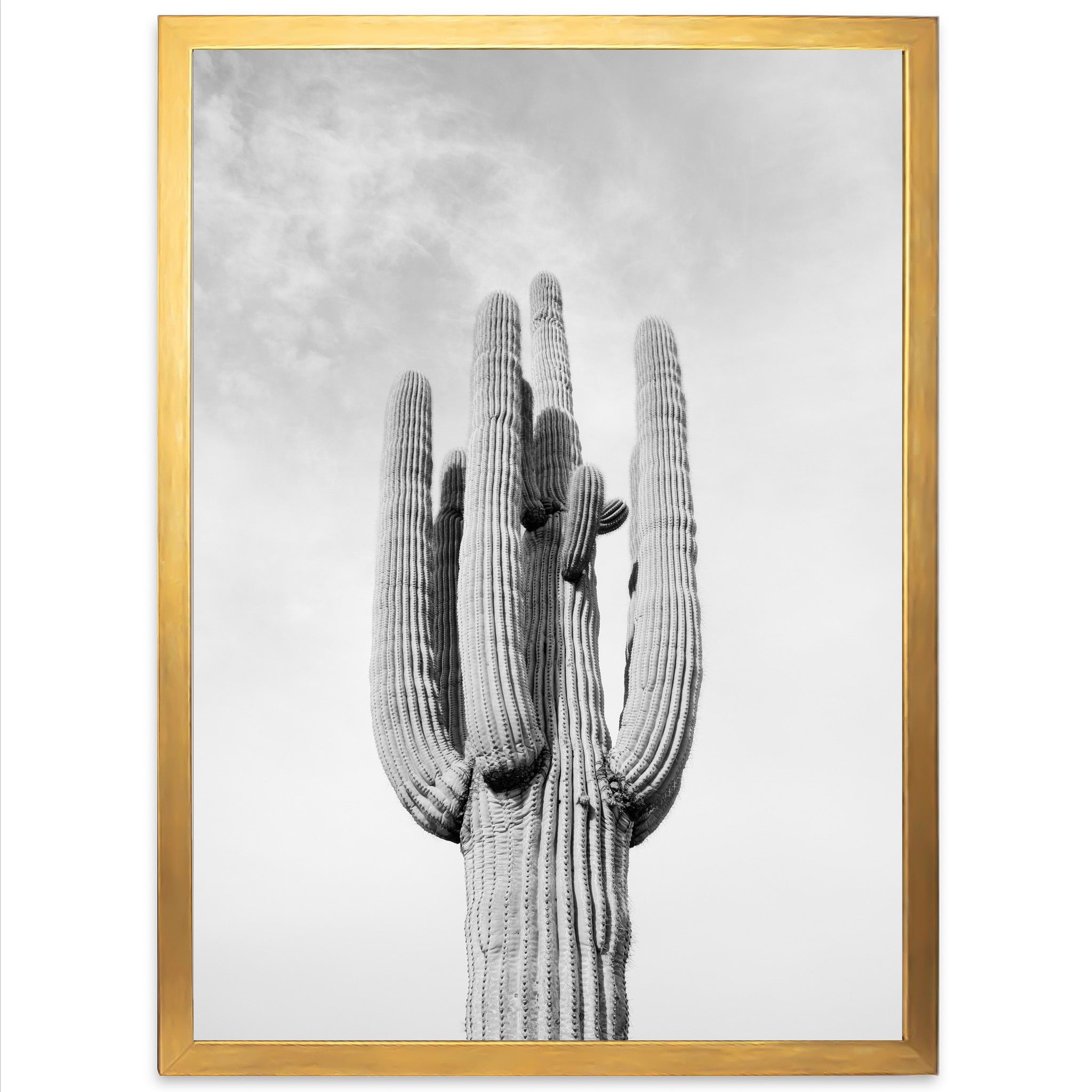 El Saguaro II - Shutter and Frame