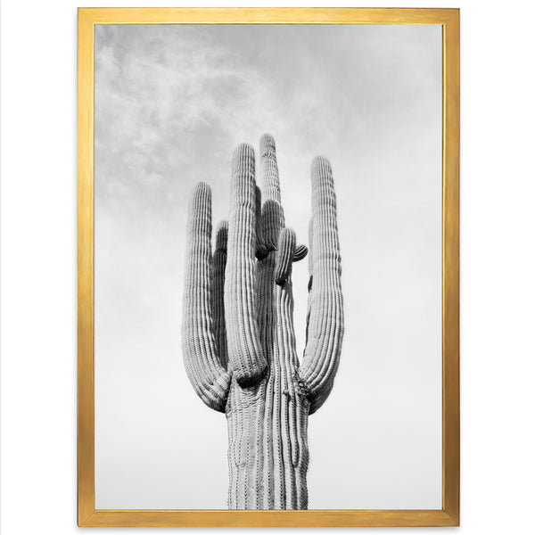 El Saguaro II - Shutter and Frame