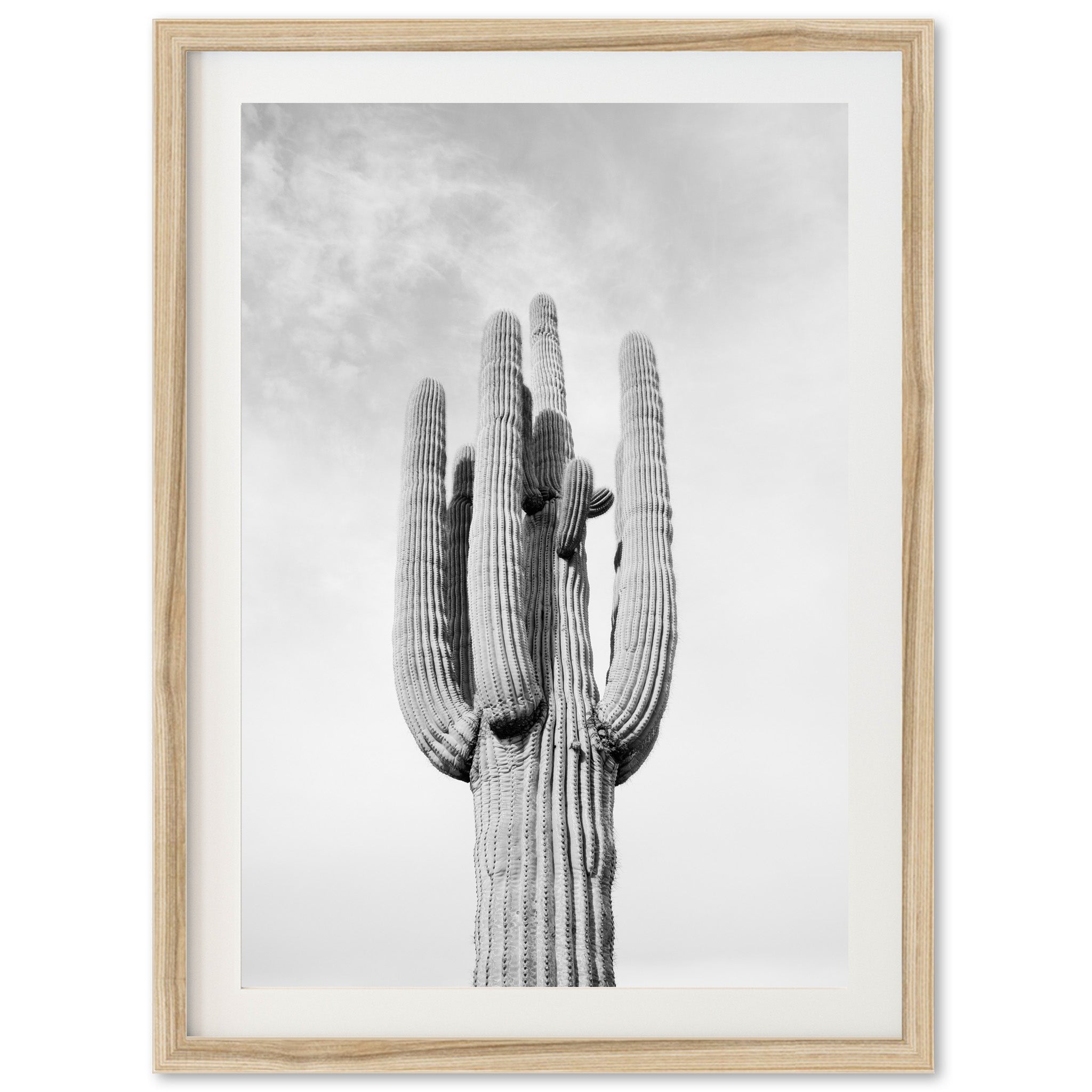 El Saguaro II - Shutter and Frame