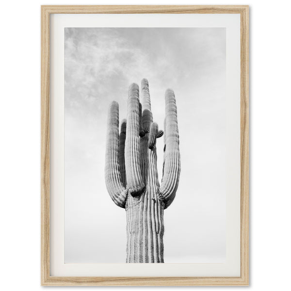 El Saguaro II - Shutter and Frame