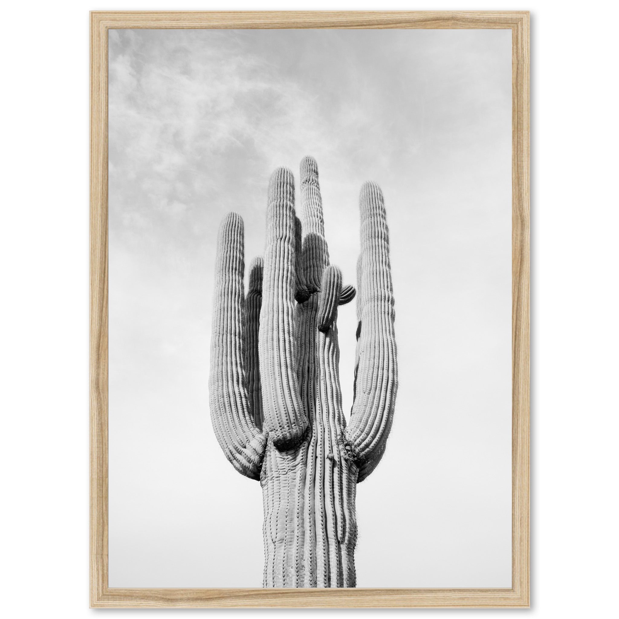 El Saguaro II - Shutter and Frame
