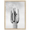 El Saguaro II - Shutter and Frame