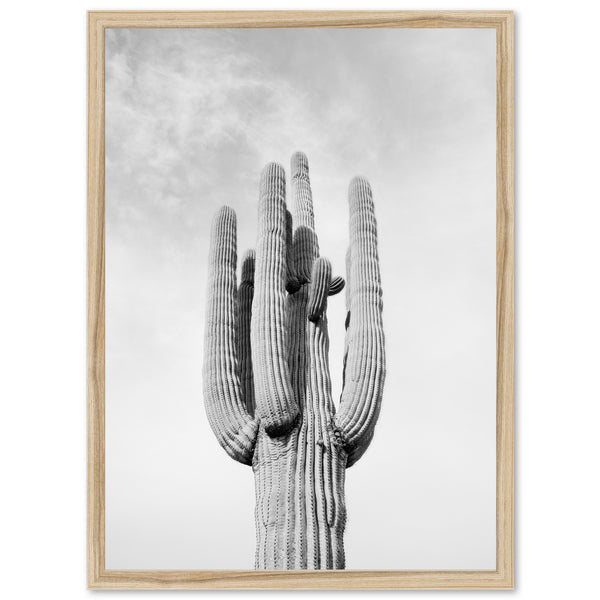 El Saguaro II - Shutter and Frame