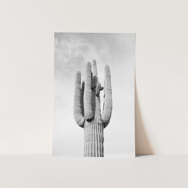 El Saguaro II - Shutter and Frame
