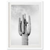El Saguaro II - Shutter and Frame