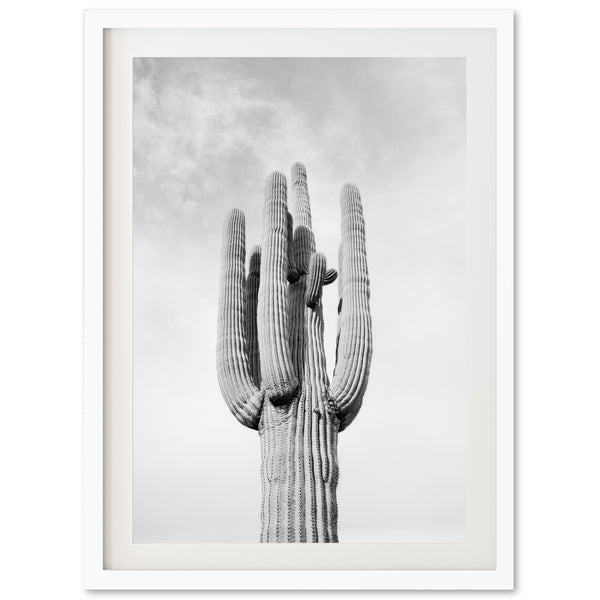 El Saguaro II - Shutter and Frame