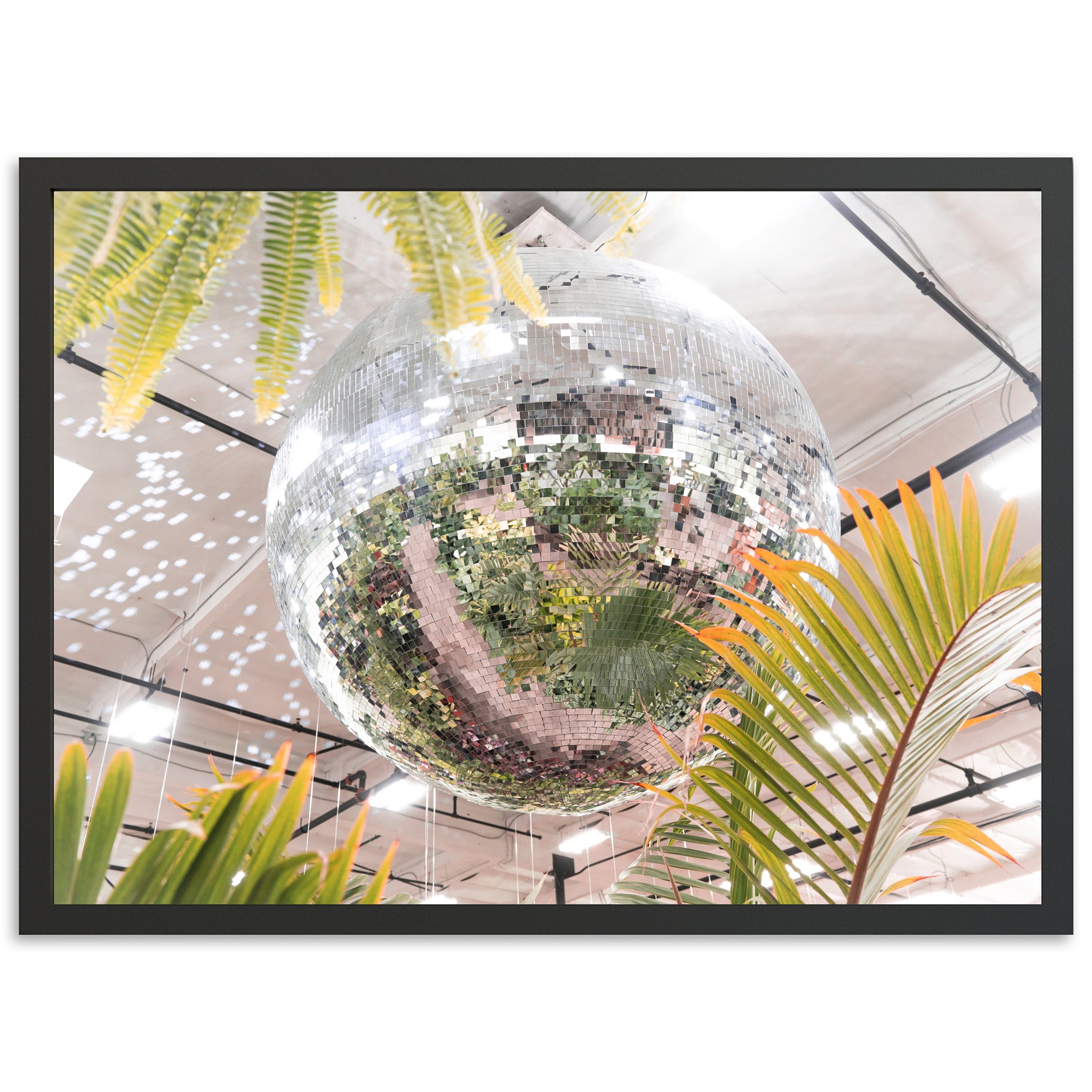 Plant Disco