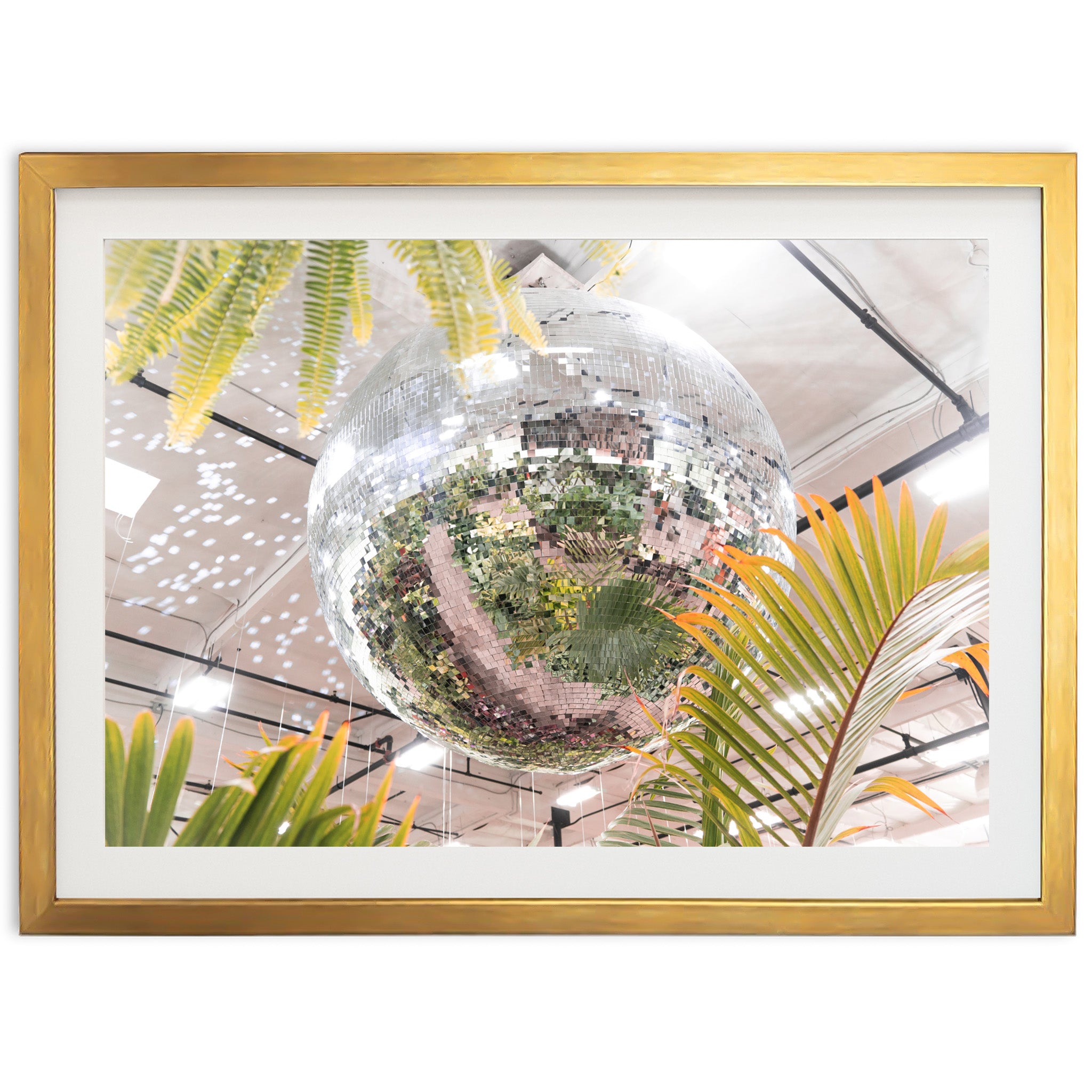 Plant Disco