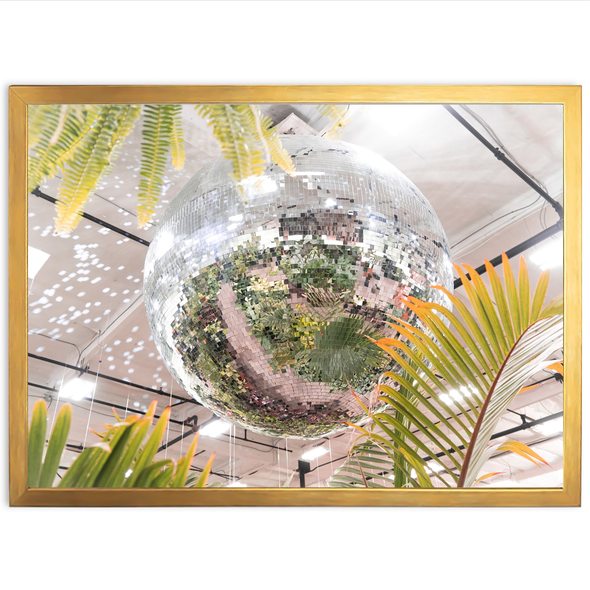 Plant Disco