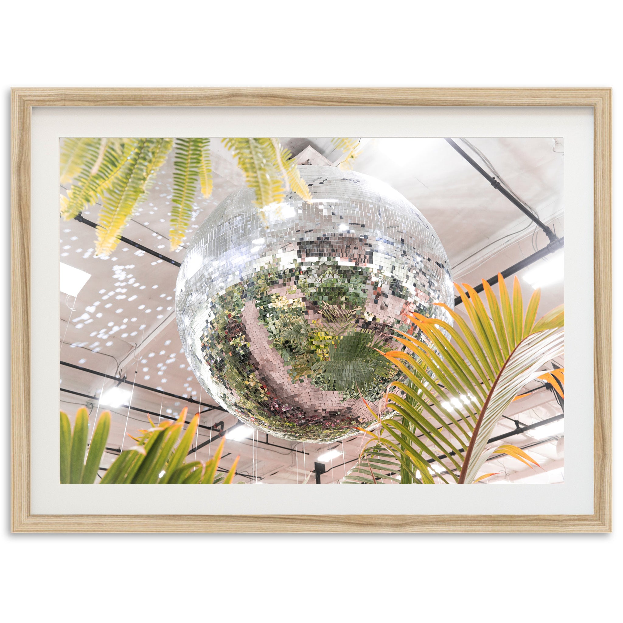 Plant Disco