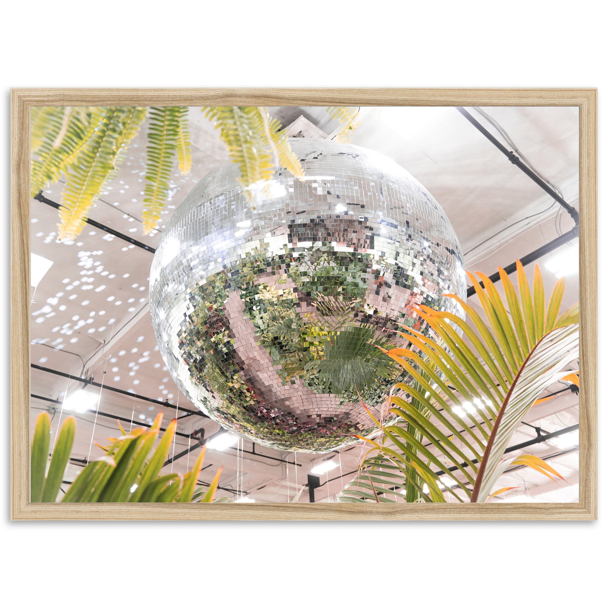 Plant Disco