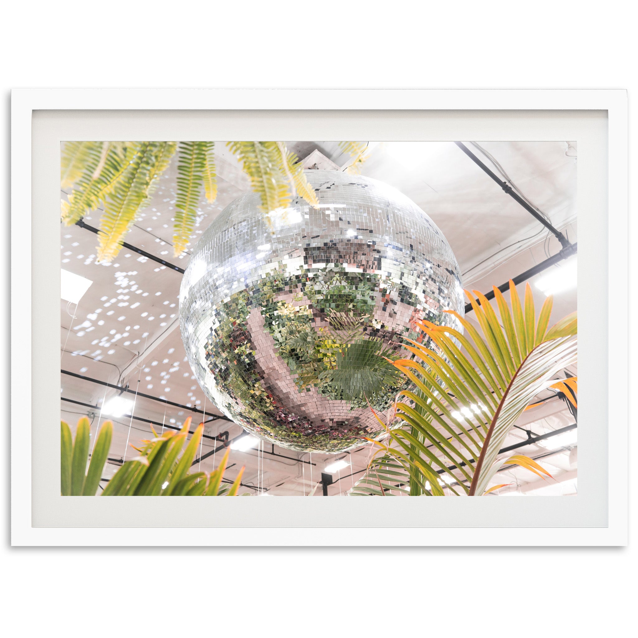 Plant Disco