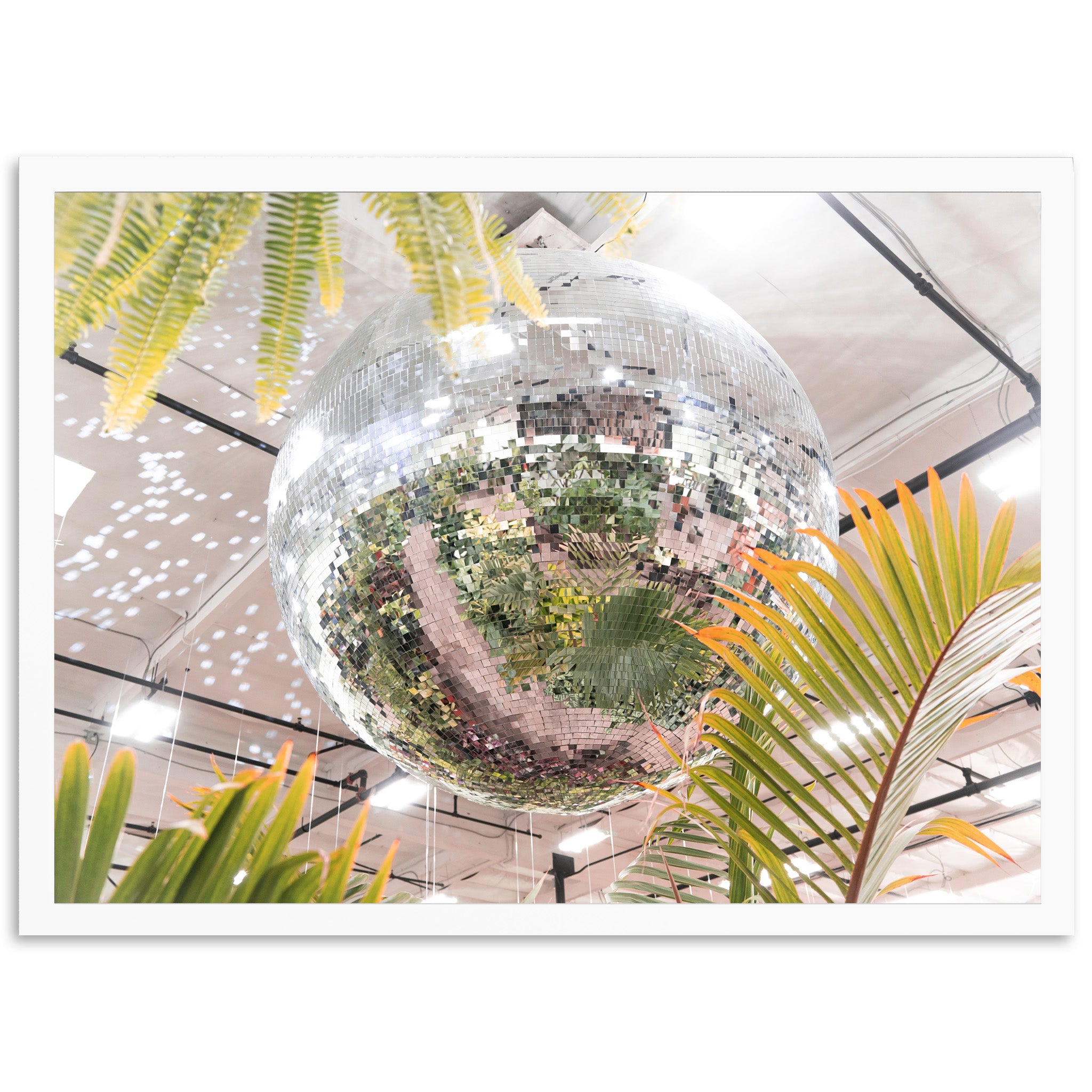 Plant Disco
