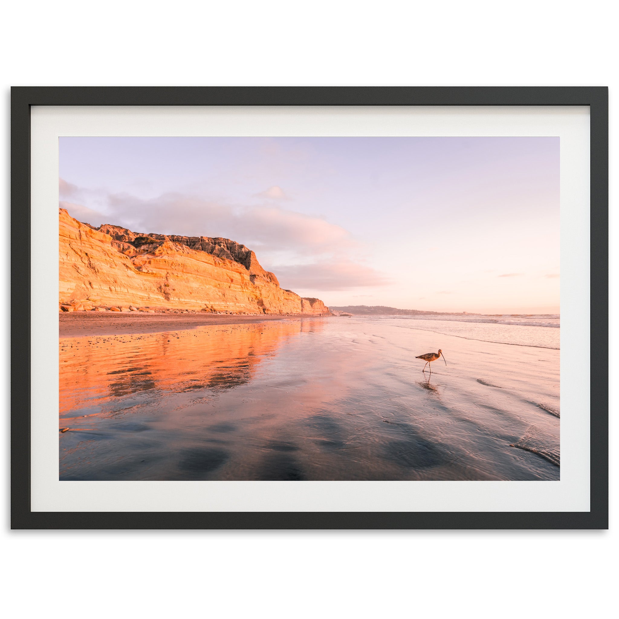 Shorebird