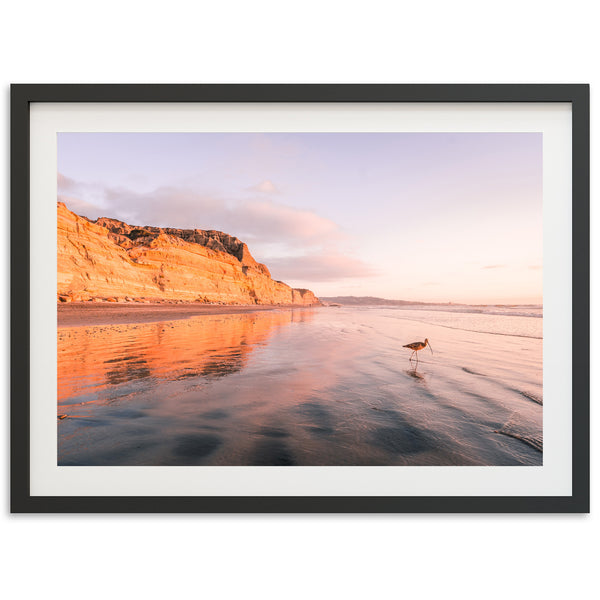 Shorebird