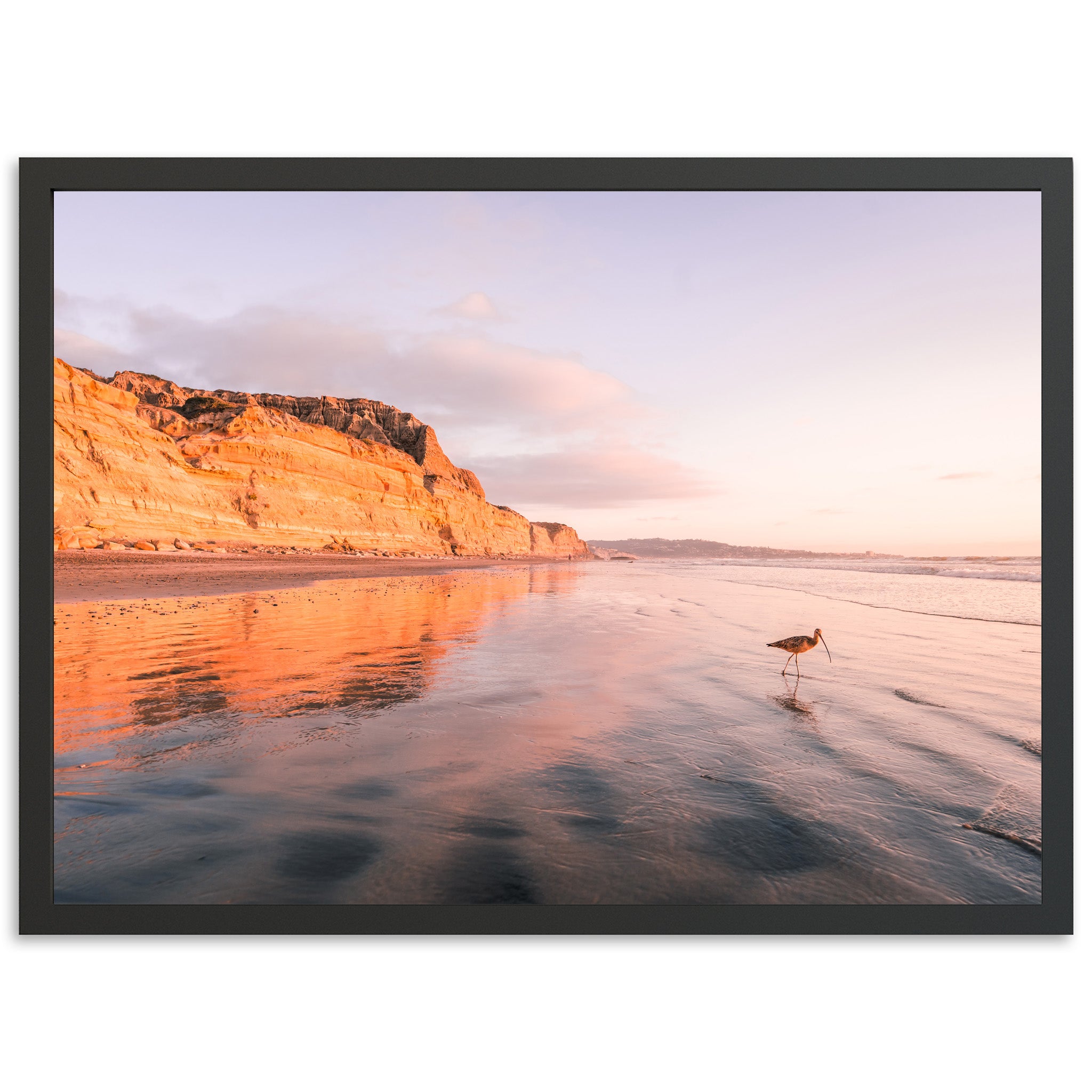 Shorebird