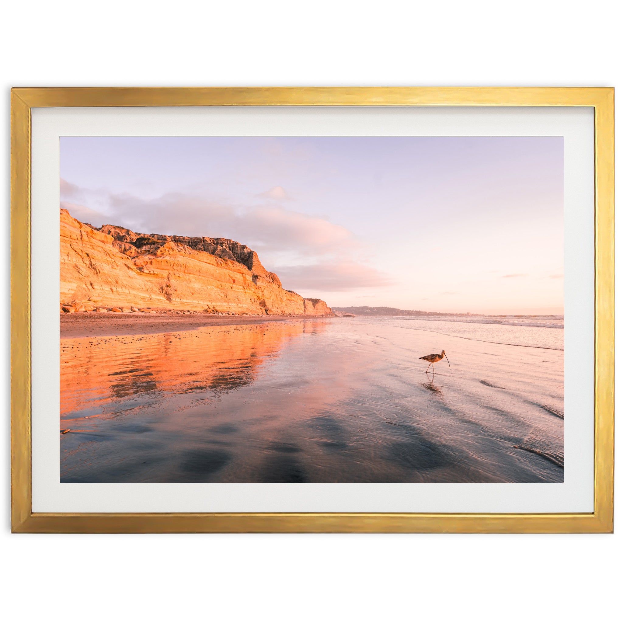 Shorebird