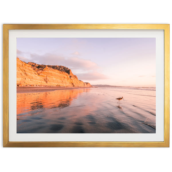 Shorebird