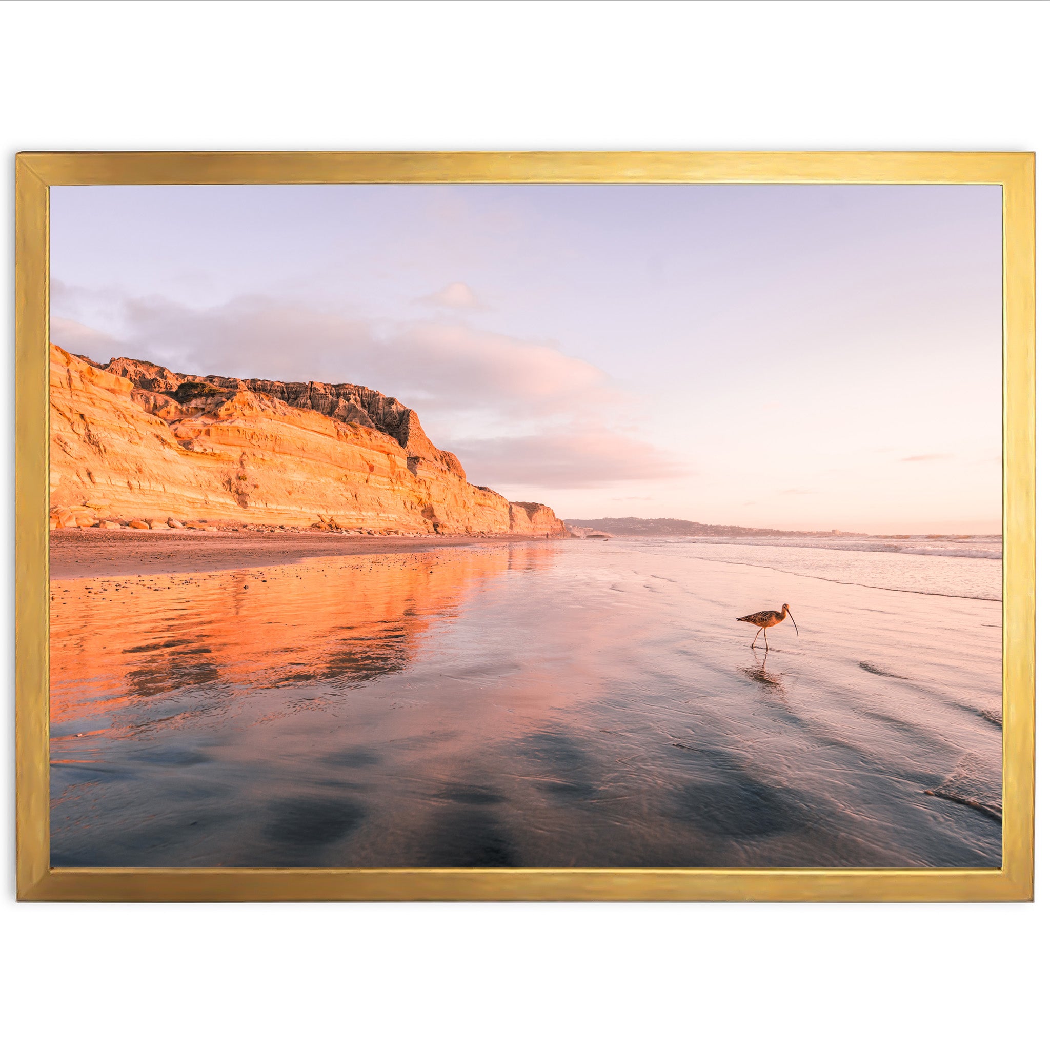 Shorebird