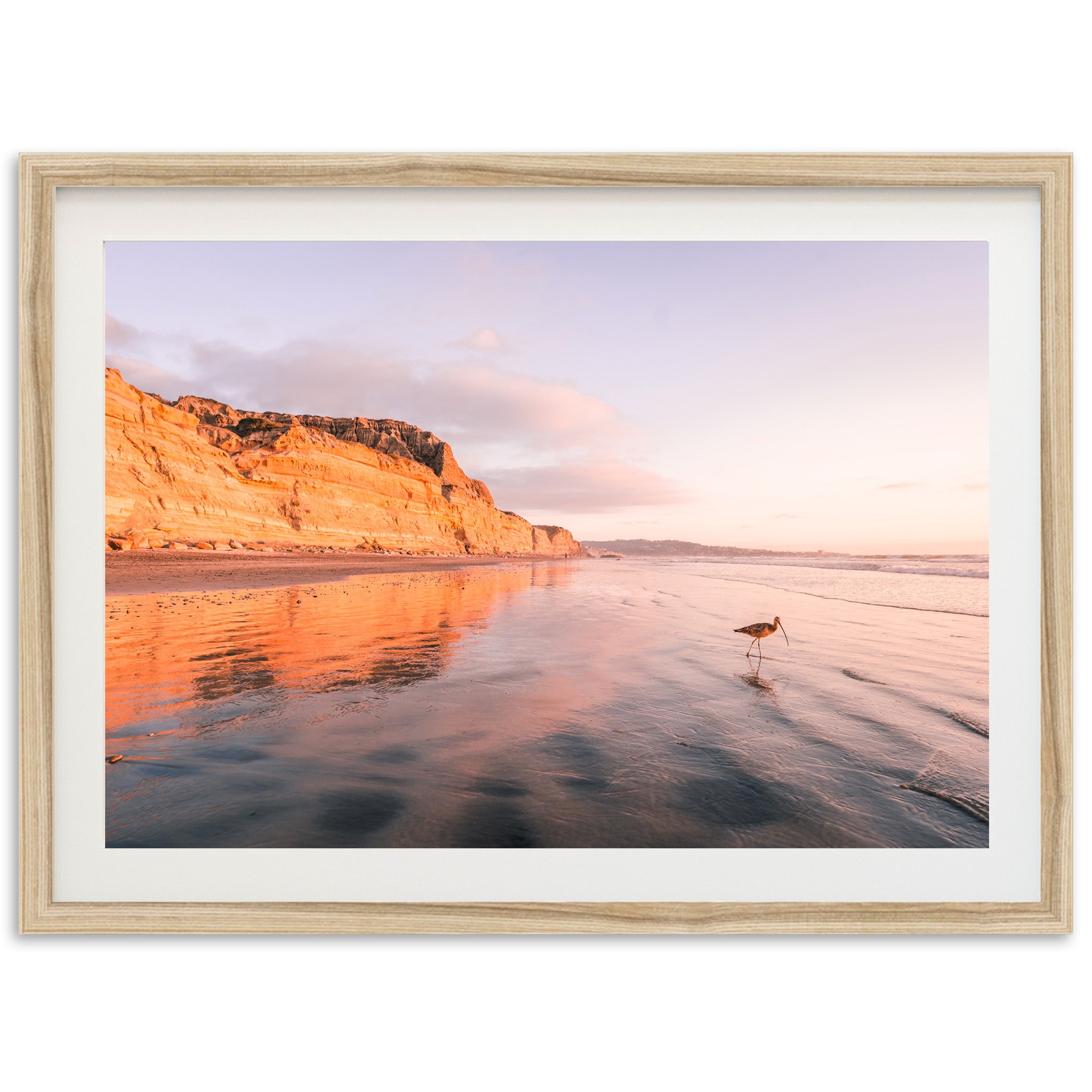 Shorebird