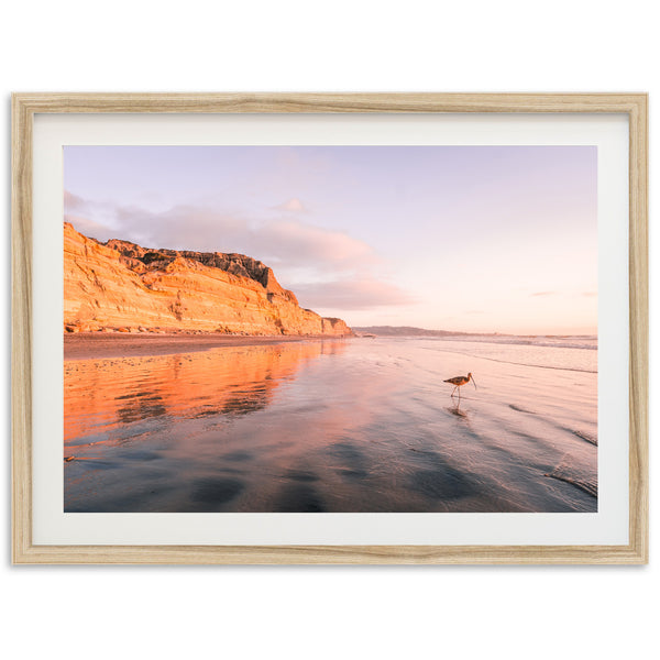 Shorebird