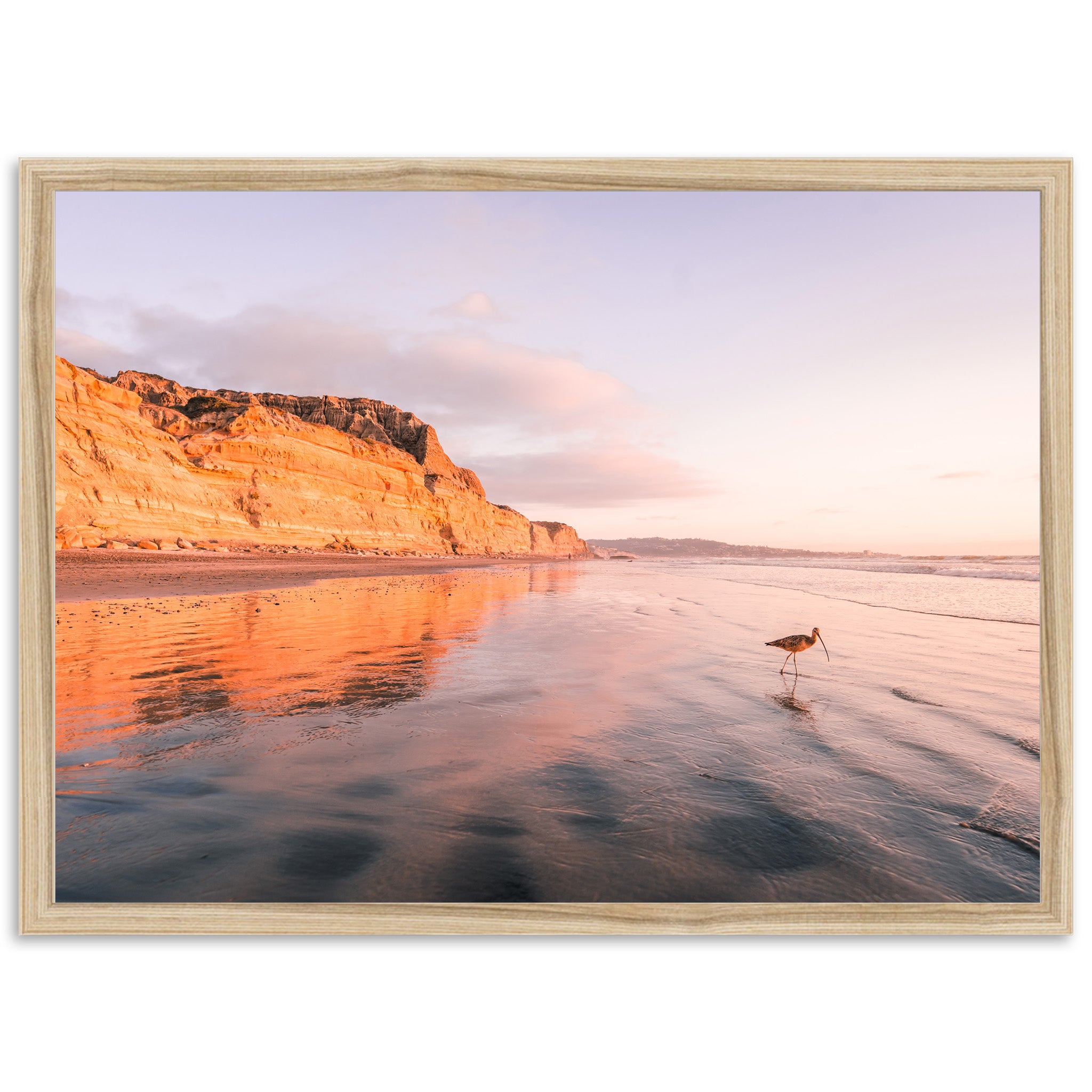 Shorebird