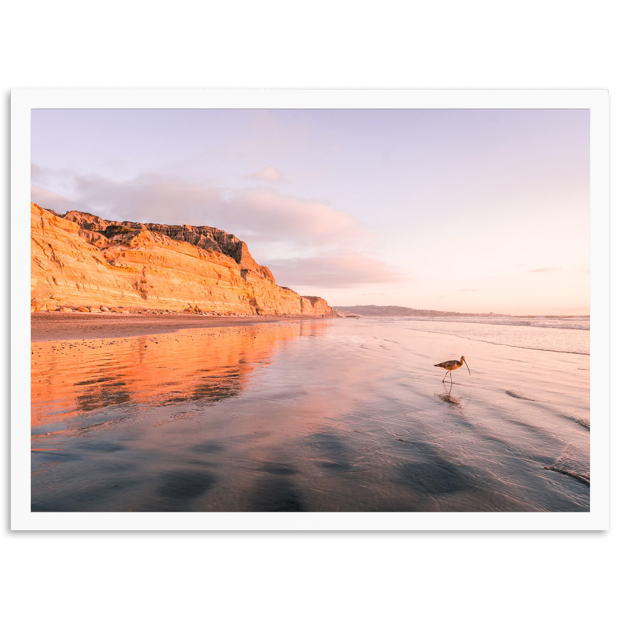 Shorebird