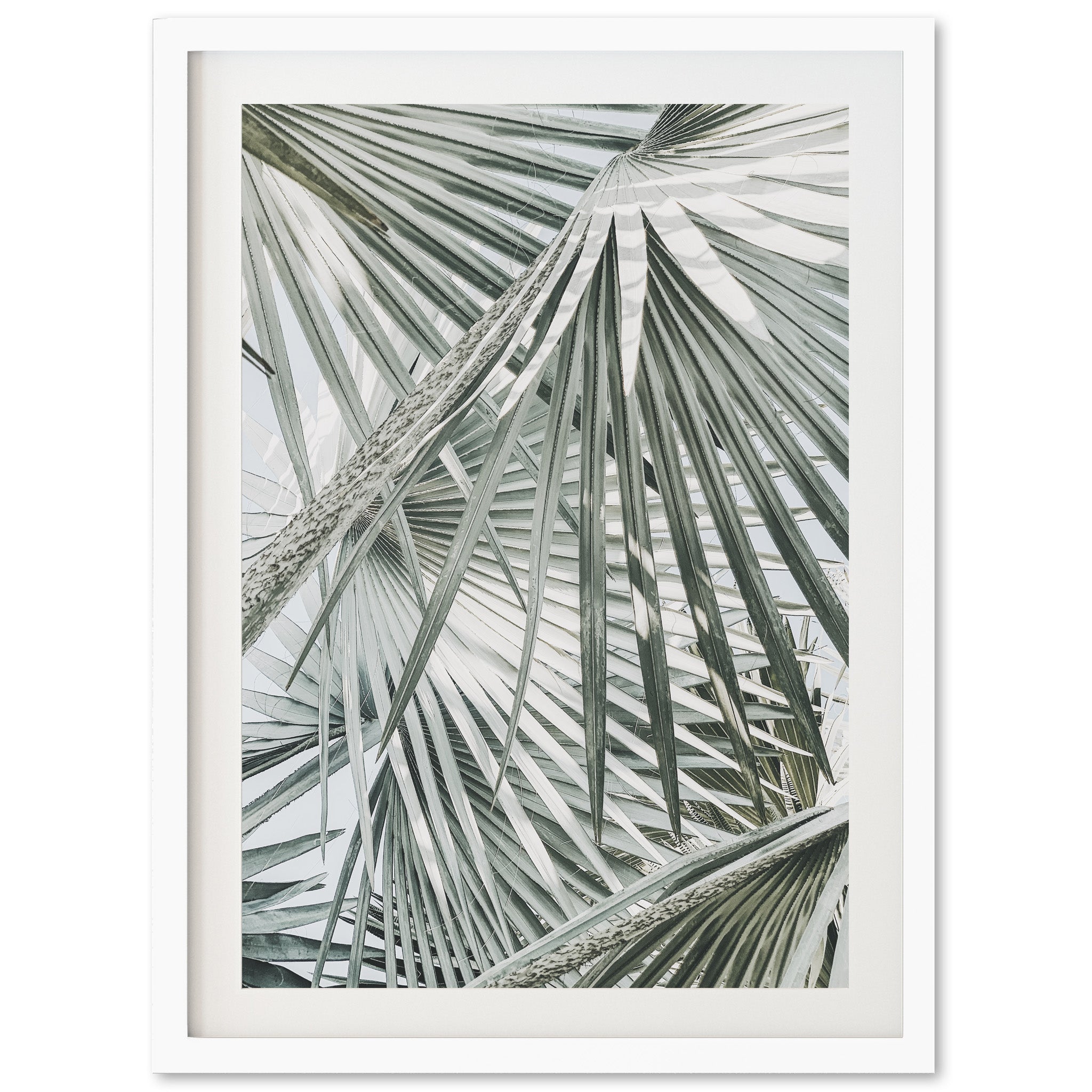 Palm Fan - Shutter and Frame