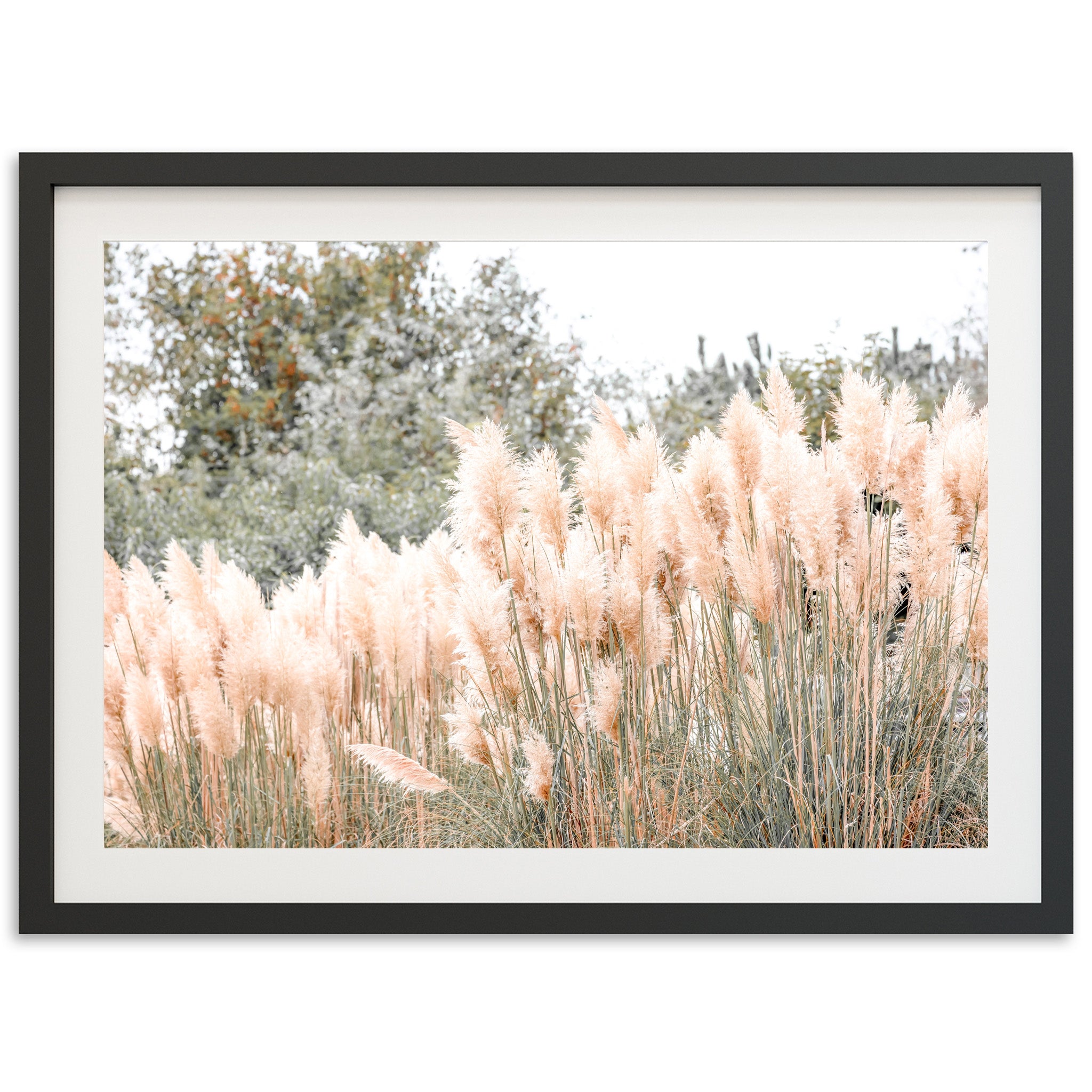 Coastal Grass - Shutter and Frame