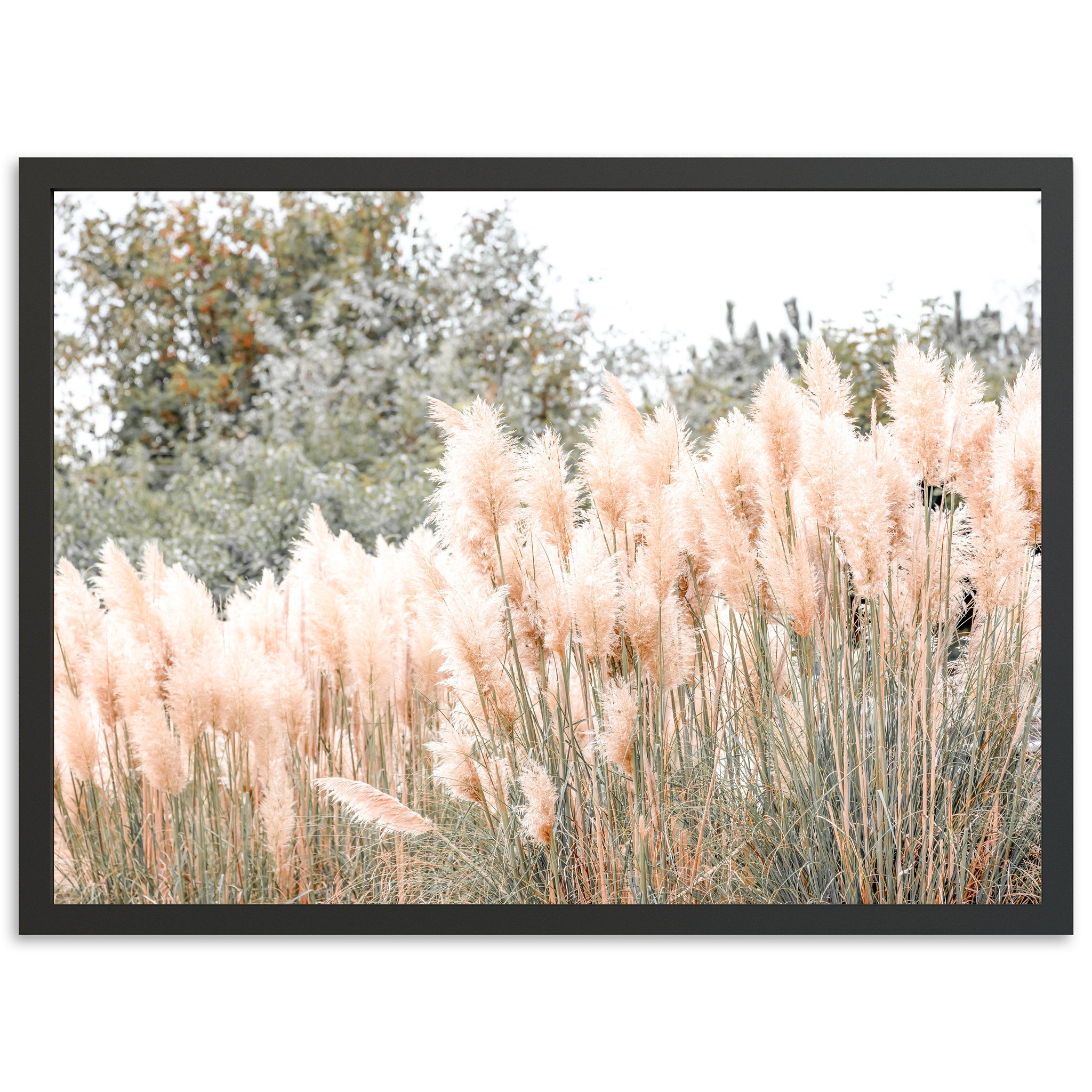 Coastal Grass - Shutter and Frame