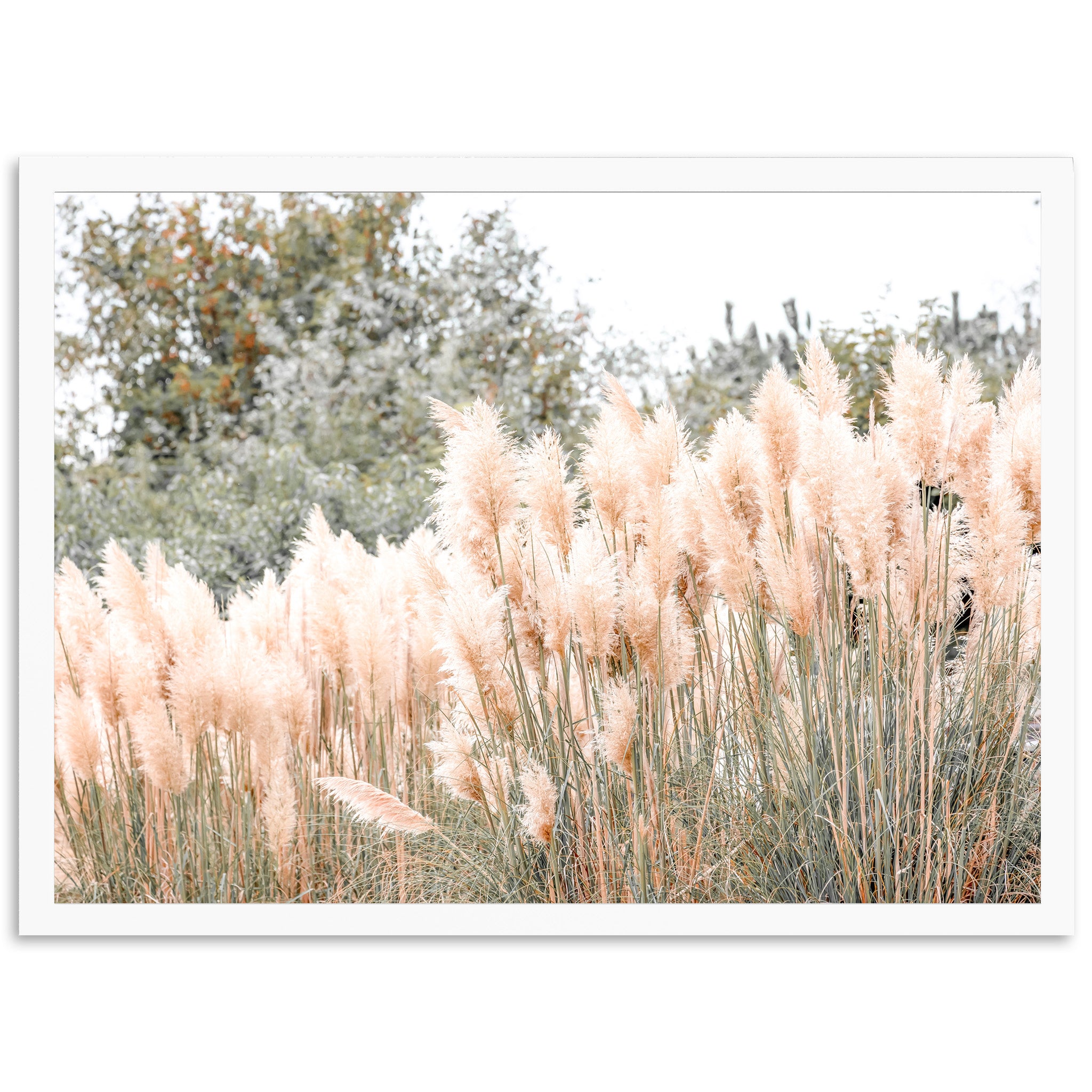Coastal Grass - Shutter and Frame