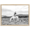 Wild and Free - Shutter and Frame