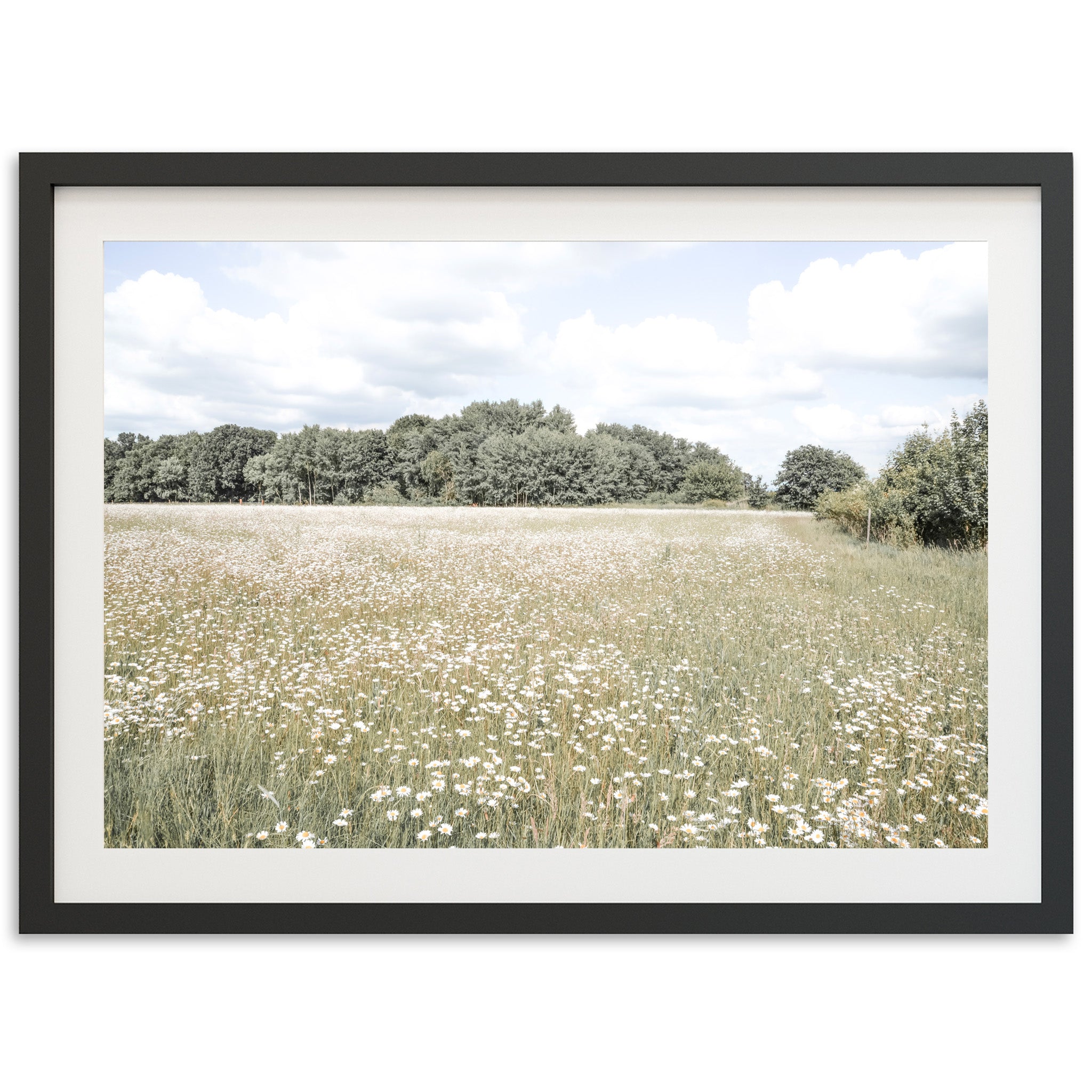 The Meadow - Shutter and Frame