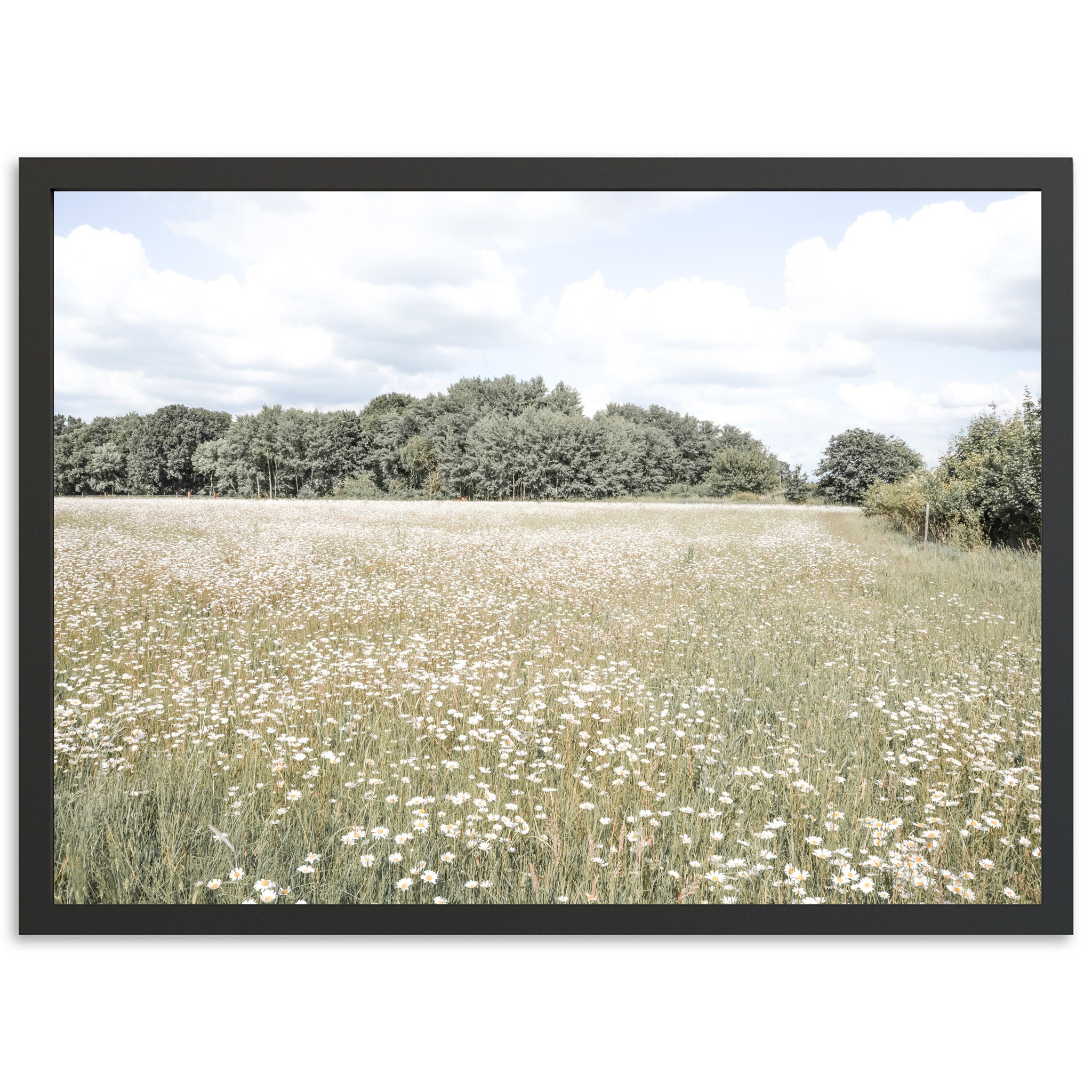 The Meadow - Shutter and Frame