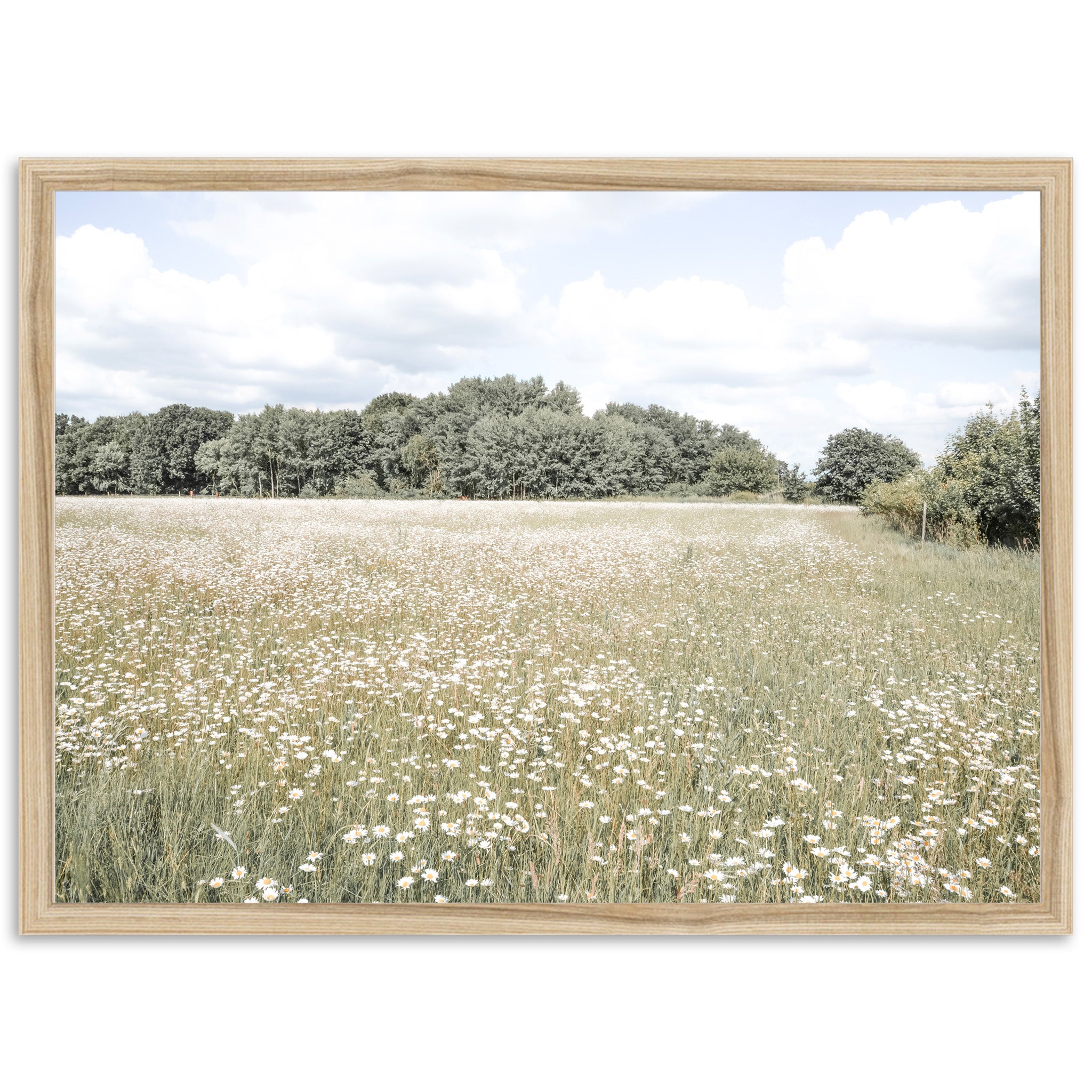The Meadow - Shutter and Frame