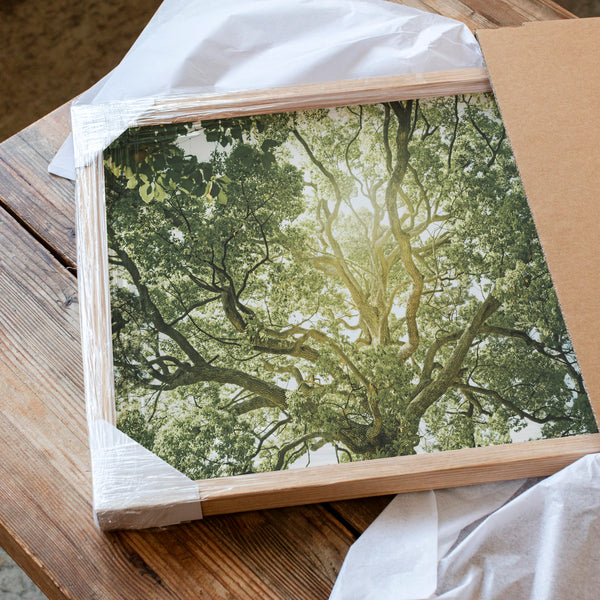 Tree of Life