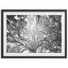 Tree of Life II - Shutter and Frame