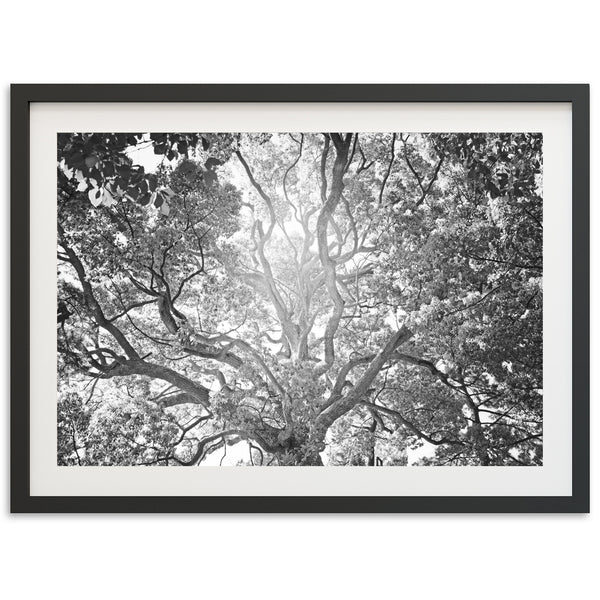 Tree of Life II - Shutter and Frame