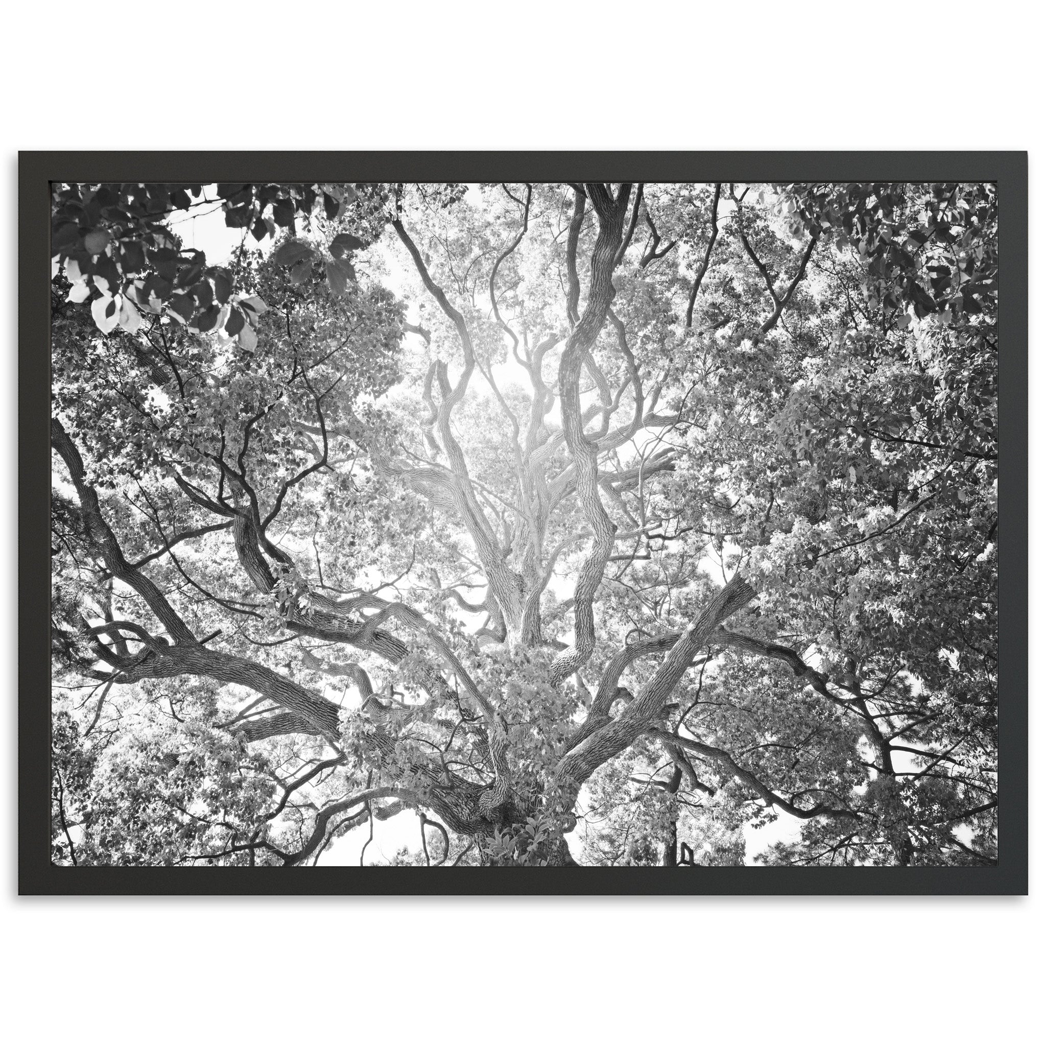 Tree of Life II - Shutter and Frame