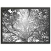 Tree of Life II - Shutter and Frame